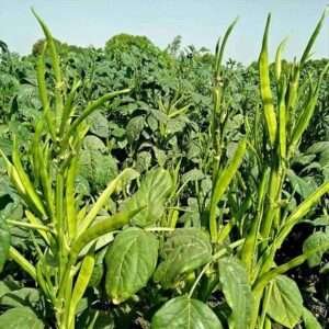 Guar Phali F1 Hybrid, Cluster Beans - Vegetable Seeds