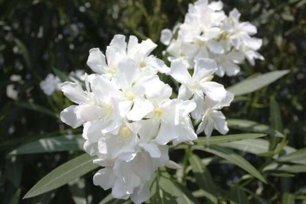 Kaner, Nerium Oleander (White Color) Fresh Organic Flower Plant