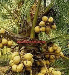 Malaysian Yellow Coconut