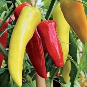 Hot Pepper F1 Hybrid OS-12 - Vegetable Seeds