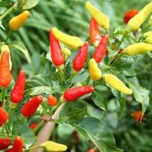 Hot Pepper F1 Hybrid OS-402 - Vegetable Seeds