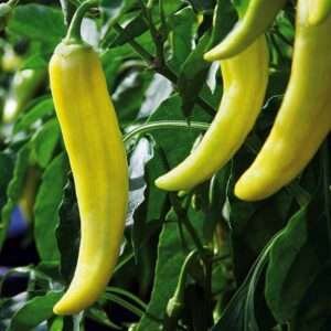 Hot Pepper Yellow Desire - Vegetable Seeds
