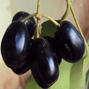 Seedless Black Jamun Jambolan Jam Grafted Fruit Live Plant (1.5-3 Feet Height)