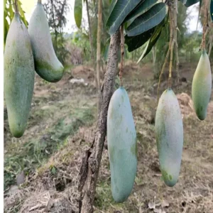 3 Taste Three Taste Mango Aam Crafted Fruit Live Plant (1.5-3 Feet Height)