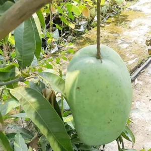 4Kg Mango Aam Grafted Fruit Live Plant (1.5-3 Feet Height)