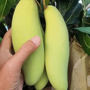 Banana Mango Aam Grafted Fruit Live Plant (1.5-3 Feet Height)