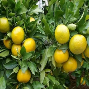 Misoriyo All Time Malta Mosambi Grafted Fruit Live Plant (1.5-2 Feet Height)