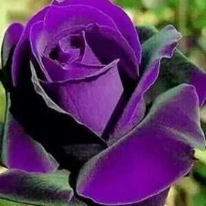 Rose Flower Tree Purple Rose Golap Flower