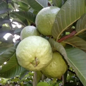 Allahabad Safeda Guava Amrood Layering/Grafted Fruit Live Plant (1.5-3 Feet Height)