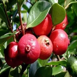 Red Strawberry Guava Amrood Layering Grafted Fruit Live Plant (1.5-3 Feet Height)