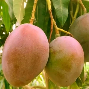 American Red Palmar Mango Aam Grafted Fruit Live Plant (1.5-3 Feet Height)