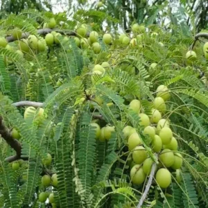 Amla Gooseberries Amloki Grafted Fruit Live Plant (1.5-3 Feet Height)