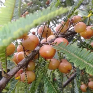 Thai Red Amla Gooseberries Amloki Grafted Fruit Live Plant (1.5-3 Feet Height)