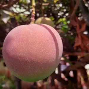 Apple Mango Aam Grafted Fruit Live Plant (1.5-3 Feet Height)