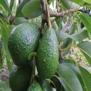 Hass Avocado Butter Fruit Grafted Live Plant (1.5-2 Feet Height)