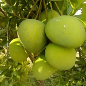 Bangladesh Haribhanga Mango Aam Grafted Fruit Live Plant (1.5-3 Feet Height)