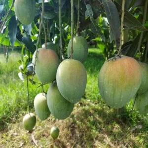 Bangladesh Bari 4 Mango Aam Grafted Fruit Live Plant (1.5-3 Feet Height)