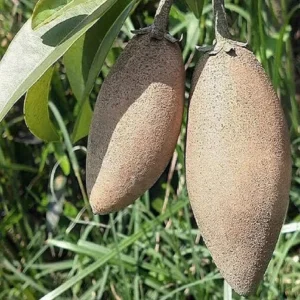 Thai Banana Lon Chikoo Sa Ota Grafted Fruit Live Plant (1.5-3 Feet Height)