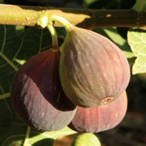 Brown Turkey Fig Anjeer Layering/Grafted Fruit Live Plant (1-2 Feet Height)