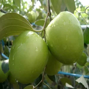 B U Apple Ber Jujube Kul Grafted Fruit Live Plant (1-2 Feet Height)