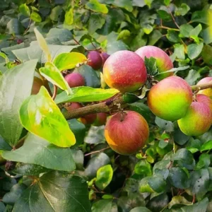 Ball Sundari Apple Ber Jujube Kul Grafted Fruit Live Plant 1-2 Feet Height