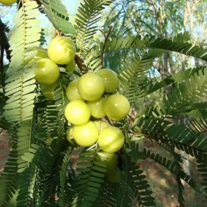 Sweet Banaras Amla Gooseberries Amloki Grafted Fruit Live Plant (1.5-3 Feet Height)