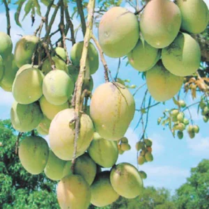 Bari 11 Mango Organic Fruit Plant