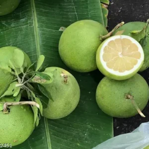 Pomelo Lemon Organic Fruit Plant