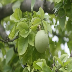 Bei Bael Bilva Fruit Live Plant (1.5-2 Feet Height)