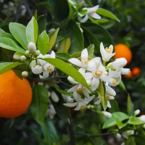 Bhutani Chataki Orange Santra Grafted Fruit Live Plant (1.5-2 Feet Height)