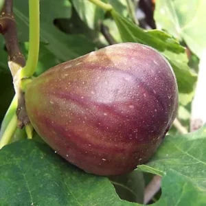 Big Leaf Fig Anjeer Layering/Grafted Fruit Live Plant (1-2 Feet Height)