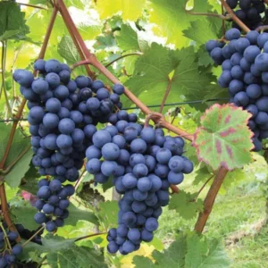 Black Grapes Angoor Layering/Grafted Fruit Live Plant