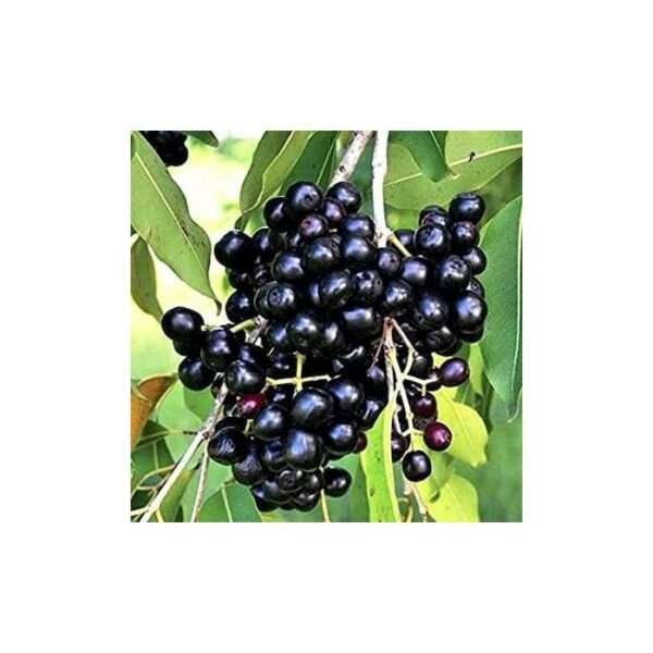 Syzygium Cumini ( Black Jamun ) Organic Fruit Plant