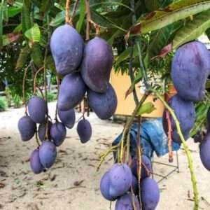 Black Stone Mango Grafted Live Organic Fruit Plant