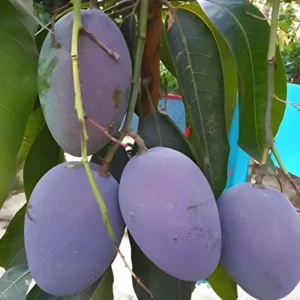 Blue Mango Aam Crafted Fruit Live Plant (1.5-3 Feet Height)