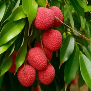 Bombai Litchi Lychee Layering/Grafted Fruit Live Plant (1.5-2 Feet Height)