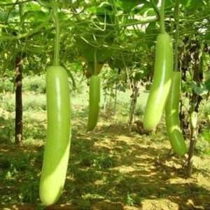 Bottle Gourd Pusa Komal - Desi Vegetable Seeds