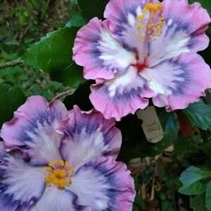 Australian Pink Purple Hibiscus Grafted Live Plant Rose Mallow Joba Flower Live Plant Chinese Hibiscus China Rose Shoeblack Plant Bloom in 1 month
