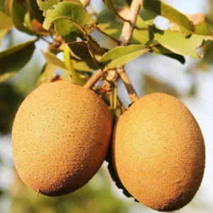 Cricket Ball Chikoo Sapota Crafted Fruit Live Plant (1.5-3 Feet Height)