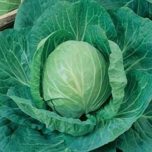 Cabbage Special Pride - Desi Vegetable Seeds