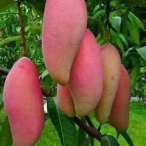 Chakapat Mango Organic Fruit Plant
