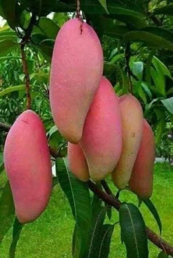 Chakapat Mango Organic Fruit Plant