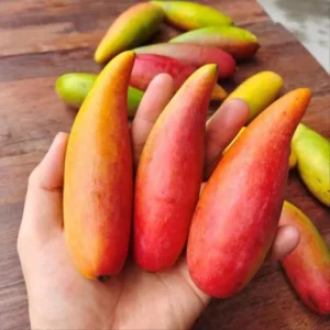 Chili Lajiao Mango Aam Grafted Fruit Live Plant (1.5-3 Feet Height)