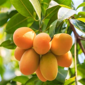 Chinna Rasam Rasalu Mango Aam Grafted Fruit Live Plant (1.5-3 Feet Height)