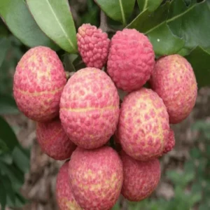 Chinensis Litchi Layering/Grafted Fruit Live Plant (1.5-2 Feet Height)