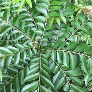 Curry Leaves Kadi Patta Murraya Koenigii Meetha Neem Live Plant (1-2 Feet Height)