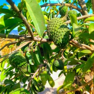 Corossol Sour Soup Lakshman Phal Fruit Live Plant (1.5-3 Feet Height)