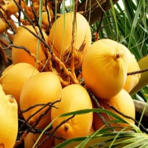 D X T Orange Coconut Nariyal Hybrid Dwarf Fruit Live Plant (2-4 Feet Height)