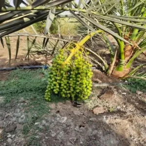 Deglet Noor Dates Palm Arabian Khurma Khajoor Dwarf Fruit Live Plant (1.5-3 Feet Height)