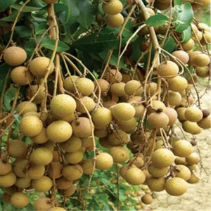 Diamond River Dragon Eye Longan Grafted Fruit Live Plant (1-2 Feet Height)